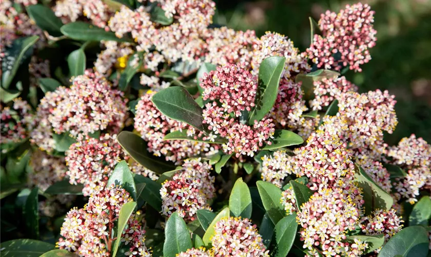 Skimmia japonica subsp. reevesiana 'Fata Morgana'