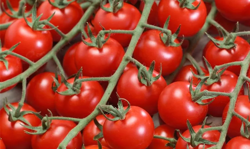 Solanum lycopersicum var. cerasiforme 'Anabelle'