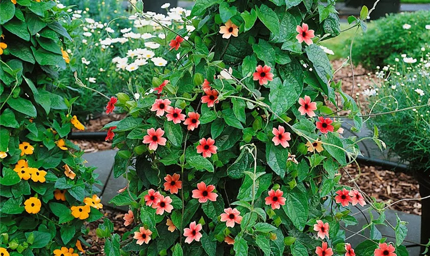 Thunbergia alata 'Arizona Dark Red'®