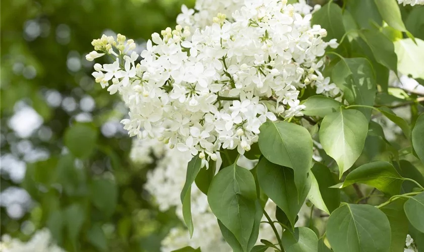 Syringa hyacinthiflora 'Sister Justena'