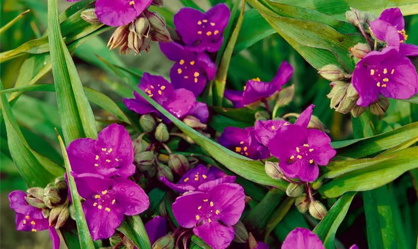 Tradescantia andersoniana 'Valour'