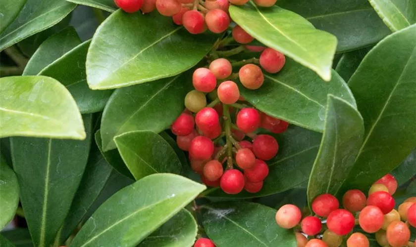 Skimmia japonica 'Temptation'