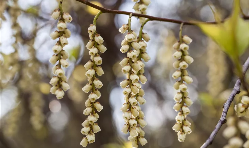 Stachyurus praecox