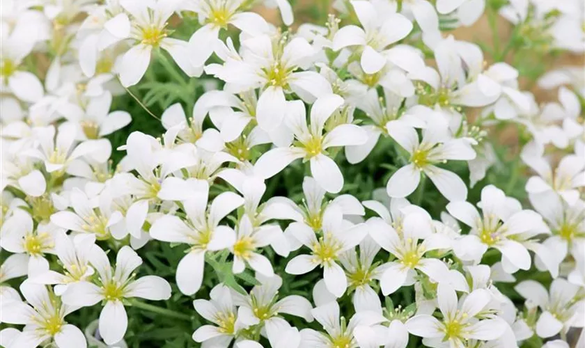 Saxifraga pedemontana