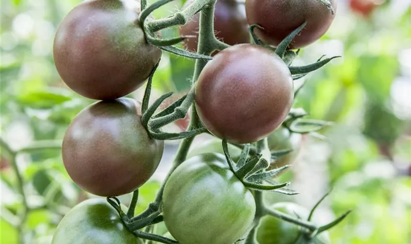 Schwarze Kirschtomate