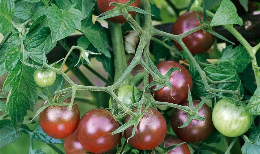 Solanum lycopersicum 'Bombonera'