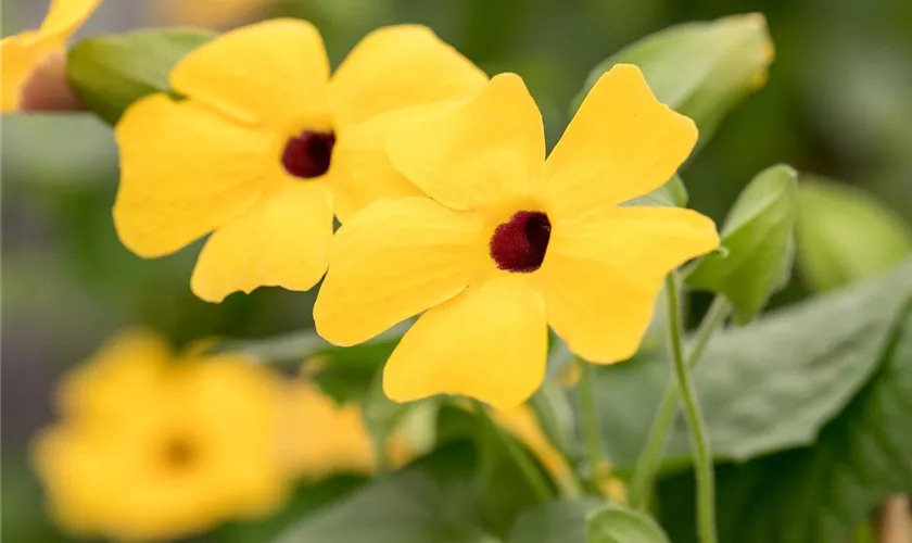 Thunbergia alata 'Charles Star'