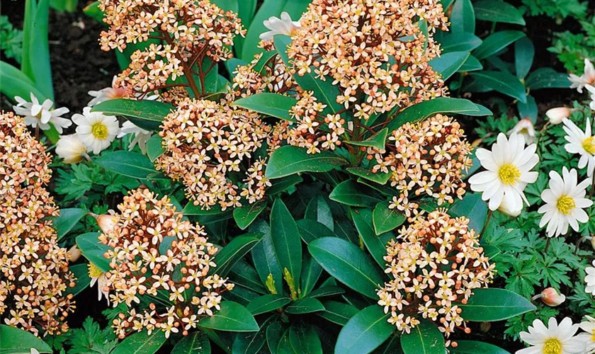 Skimmia japonica 'Veitchii'