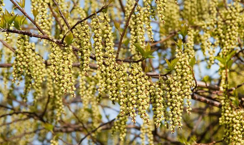 Stachyurus praecox 'Rubiflorus'