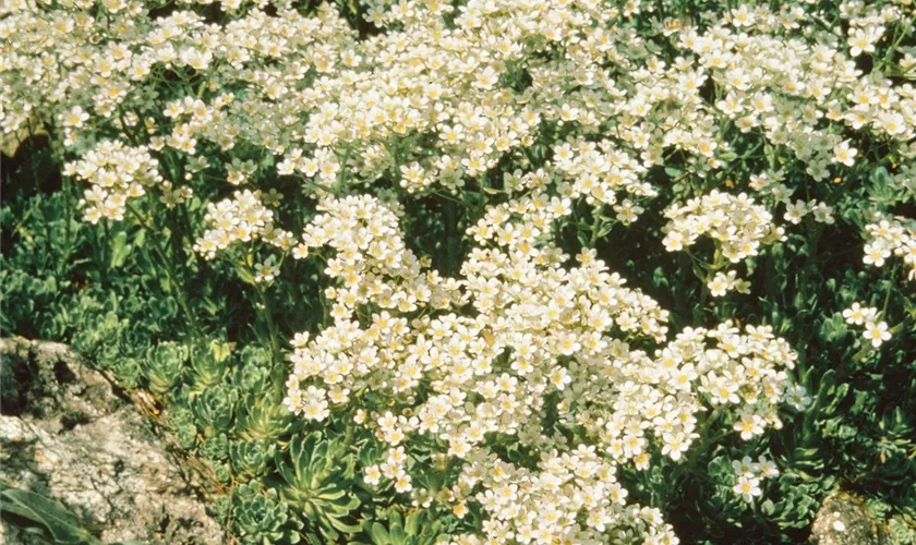 Saxifraga cotyledon 'Islandica'