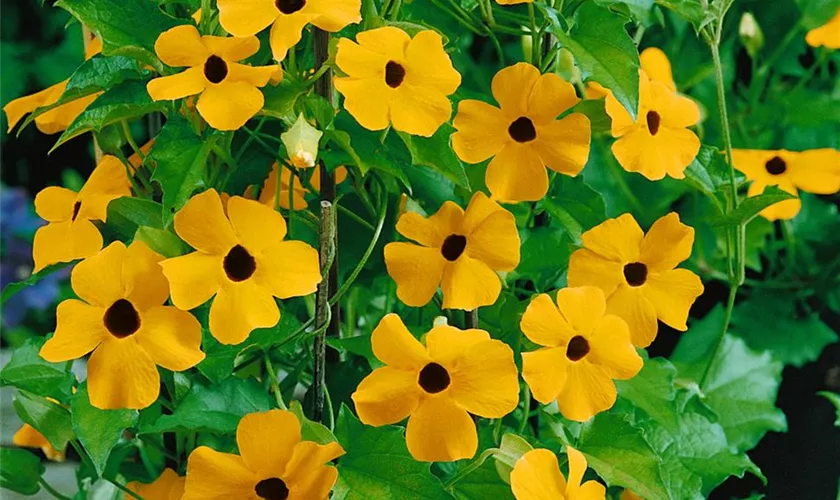 Thunbergia alata 'Helios'