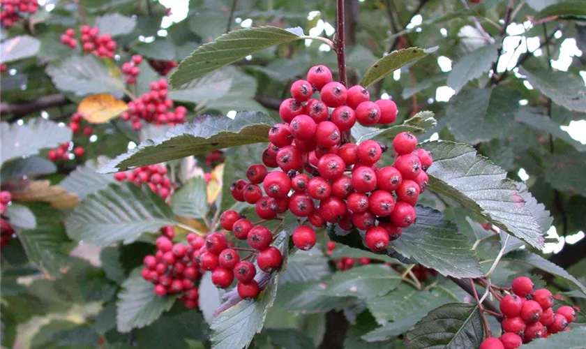 Sorbus folgneri 'Emiel'