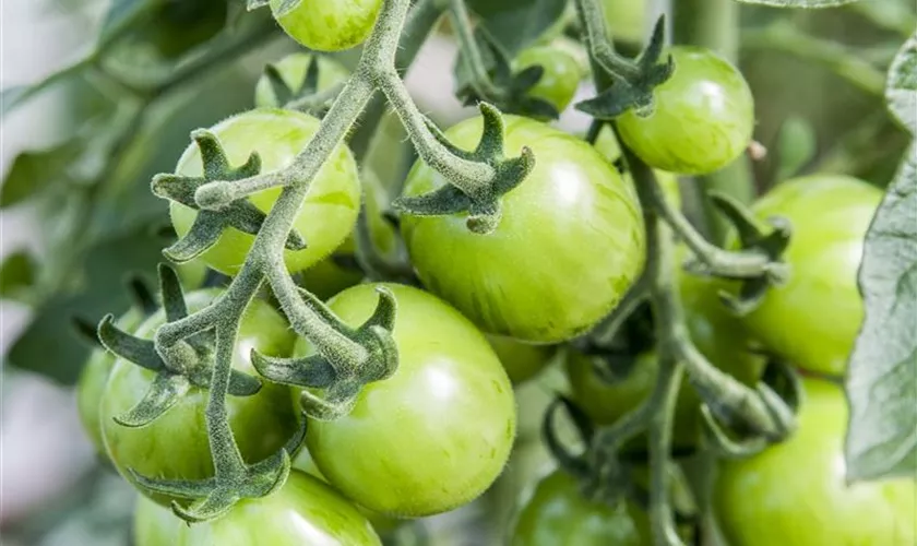 Solanum lycopersicum var. cerasiforme 'Cookie F1'