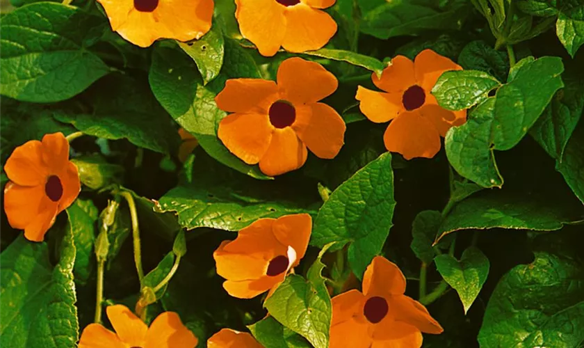 Thunbergia alata 'Orange Beauty'