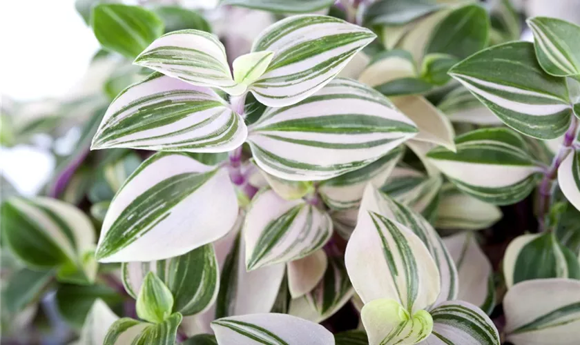 Tradescantia carnivale 'Venetian'