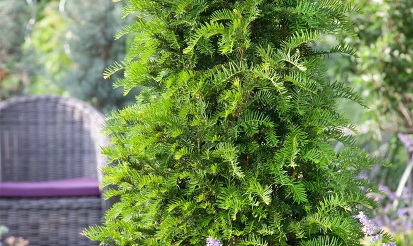 Taxus baccata 'Green Column'