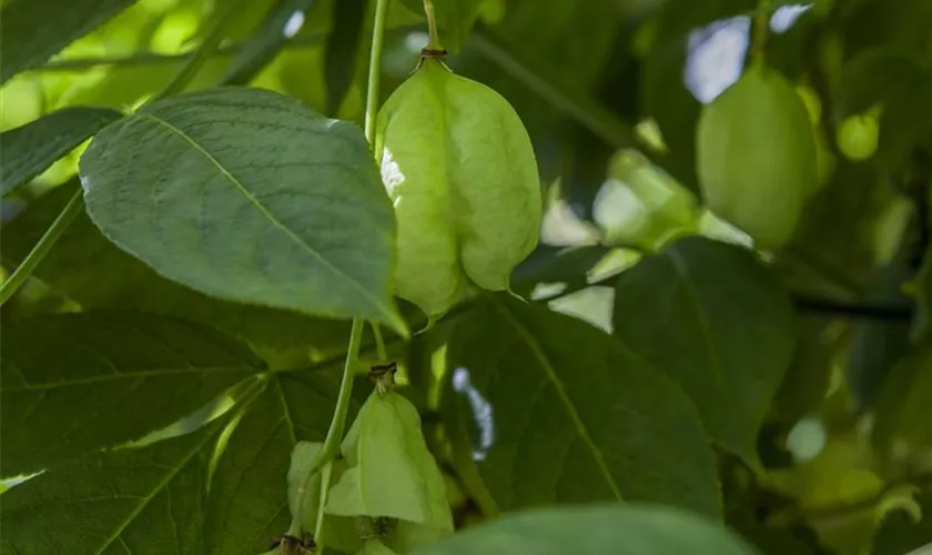 Staphylea pinnata