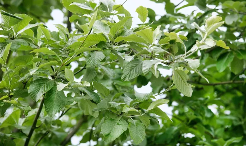 Sorbus aria 'Lutescens', Stamm