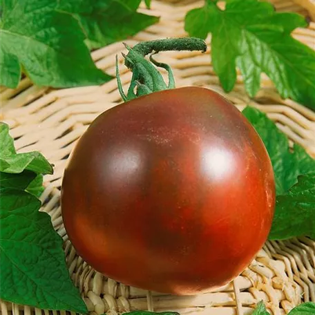 Cherrytomate 'Crispino'