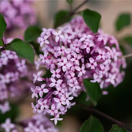 Meyer's Flieder 'Red Pixie'