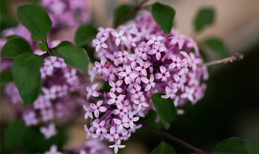 Syringa meyeri 'Red Pixie'