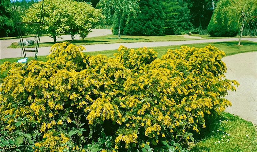 Taxus baccata 'Adpressa Aurea'