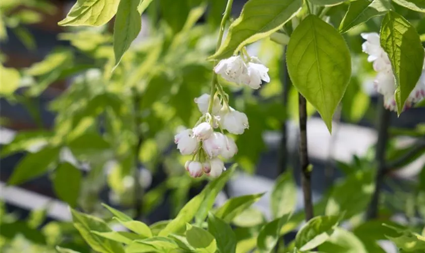 Staphylea pinnata 'Klapperstorch'