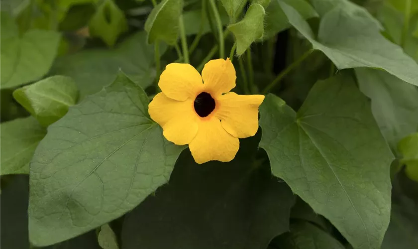 Thunbergia alata 'TowerPower'