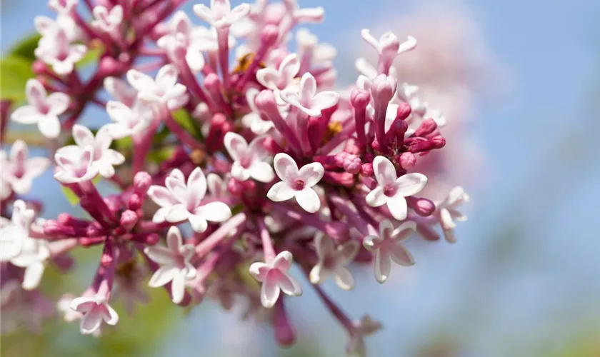 Syringa x prestoniae 'Redwine'