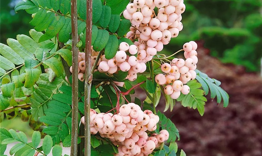 Sorbus arnoldiana