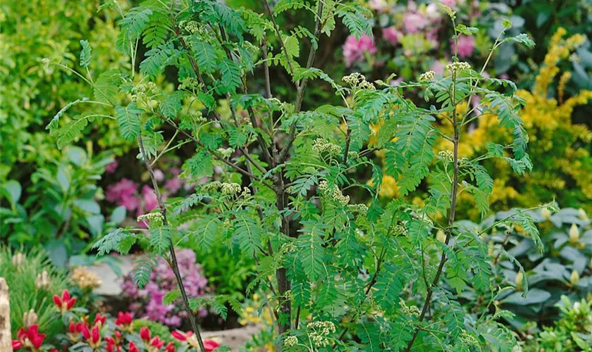 Sorbus arnoldiana 'Golden Wonder'