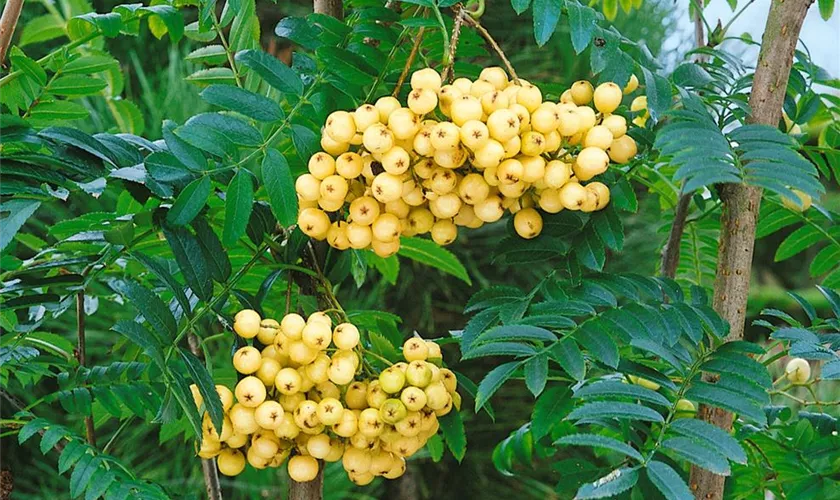 Sorbus arnoldiana 'Red Tip'