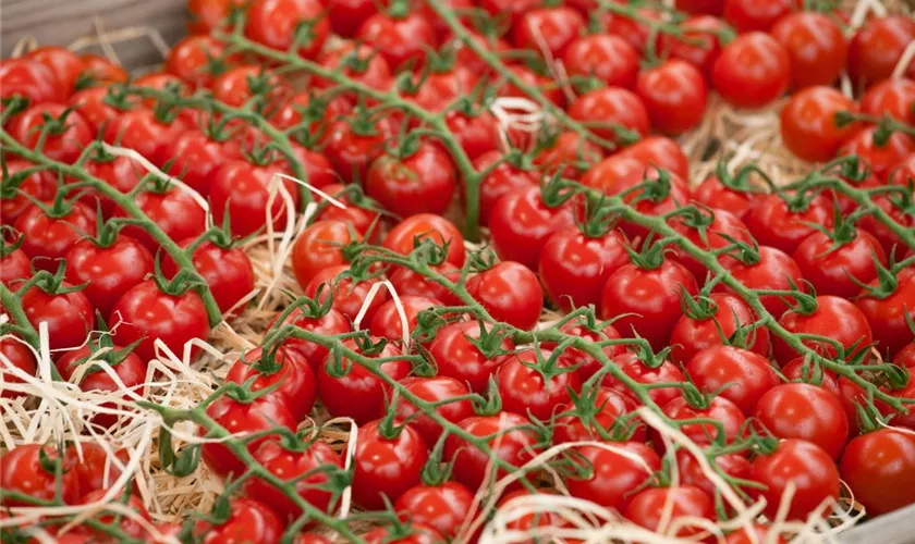 Solanum lycopersicum var. cerasiforme 'Favorita'