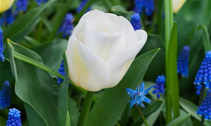 Tulipa 'Calgary'