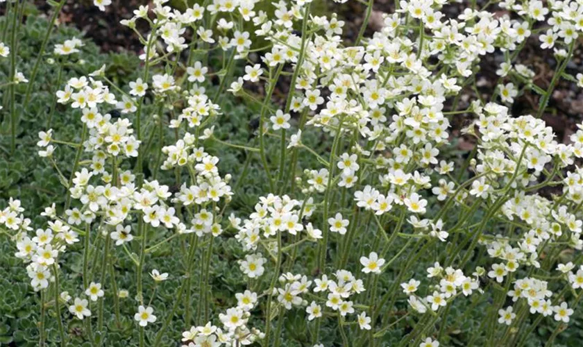 Saxifraga paniculata 'Whitehill'