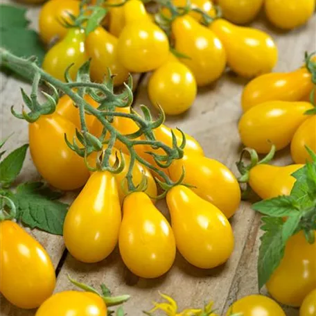 Cocktail-Tomate 'Gelbes Birnchen'