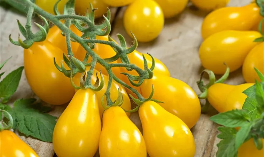 Solanum lycopersicum var. cerasiforme 'Gelbes Birnchen'