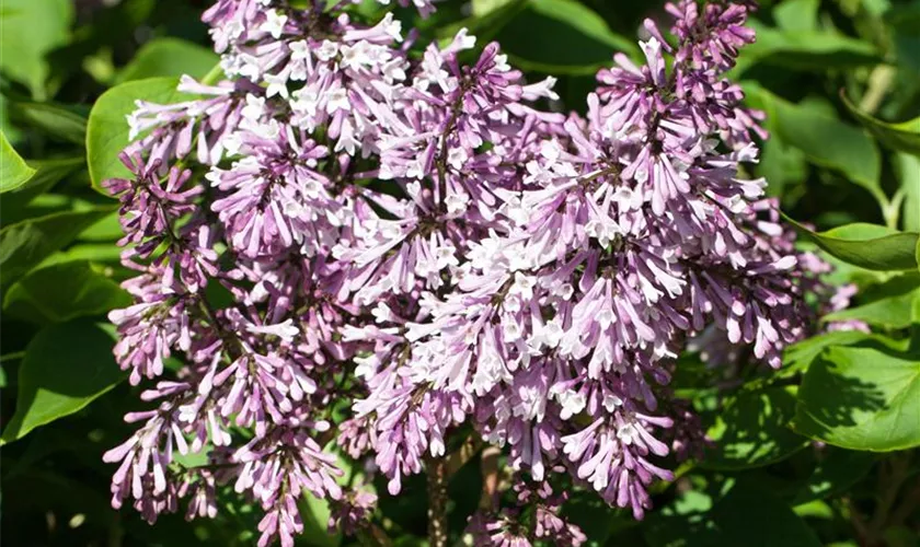 Syringa patula 'Miss Kim'