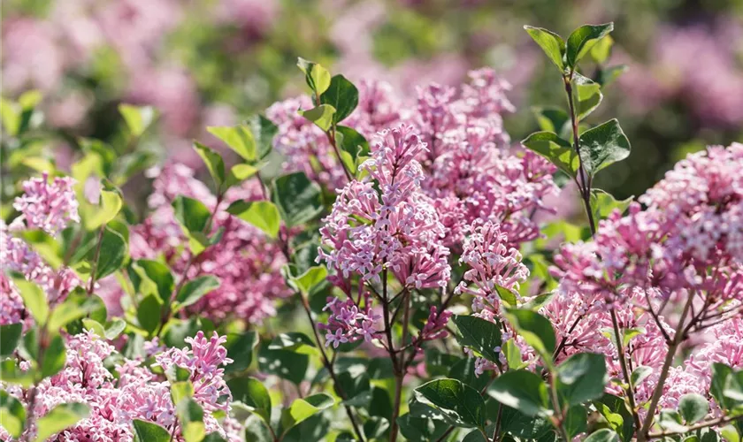 Syringa x persica