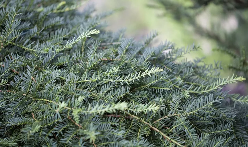 Taxus baccata 'Pendula'