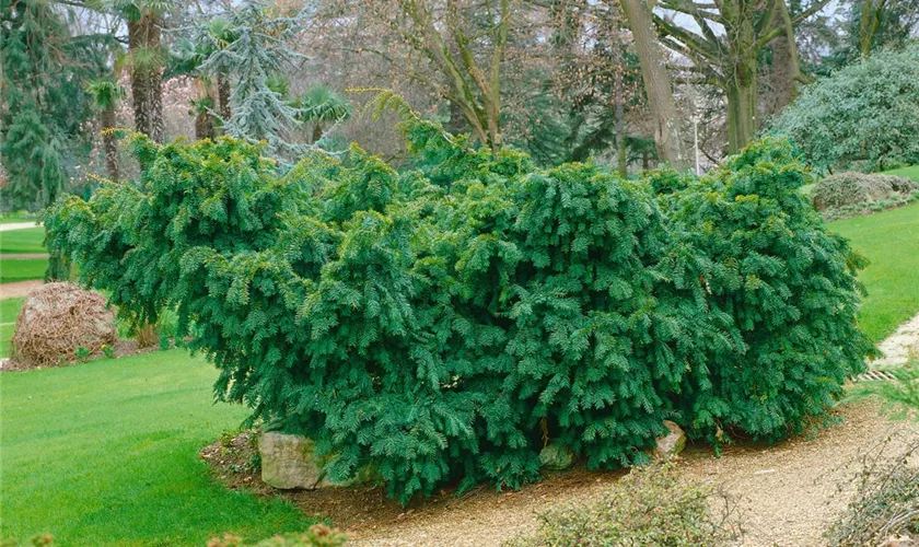 Taxus baccata 'Nissens Corona'