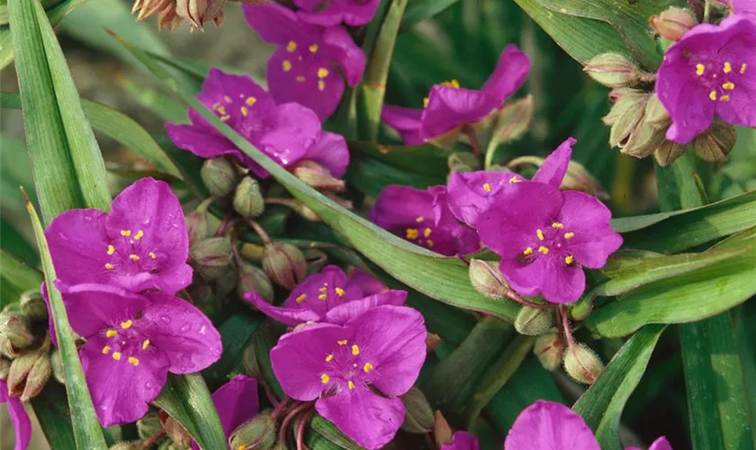 Tradescantia hirsuta