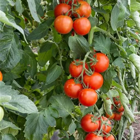 Mexikanische Honig-Tomate