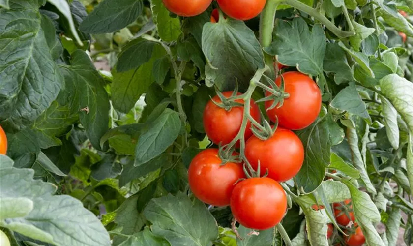 Solanum lycopersicum var. cerasiforme 'Mexikanischer Honig'