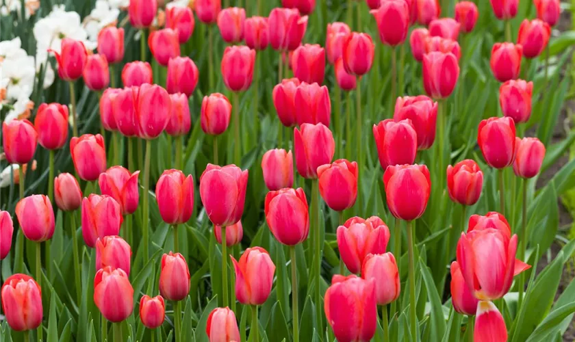 Tulipa 'Cape Holland'