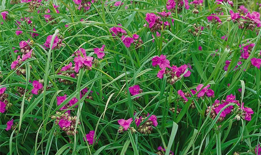 Tradescantia hirsuta 'Swifttale'