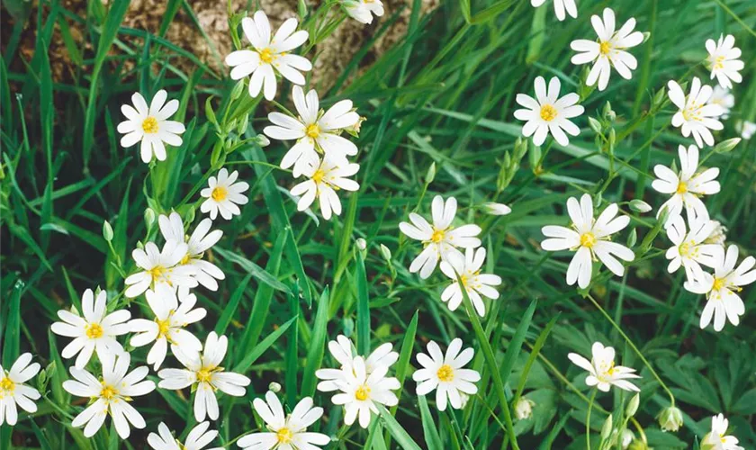 Stellaria holostea