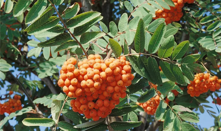 Sorbus aucuparia 'Krasavica', Stamm