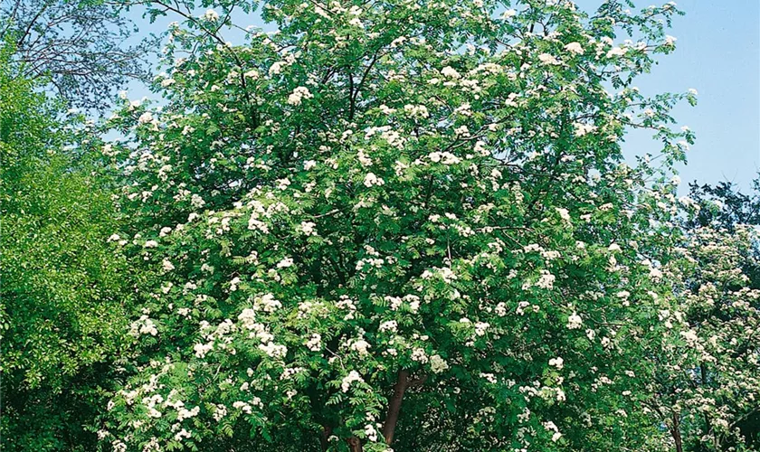 Sorbus aucuparia 'Asplenifolia'