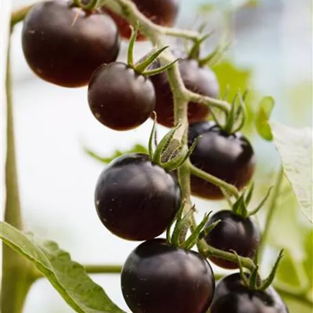 Cherrytomate 'Midnight Snack'